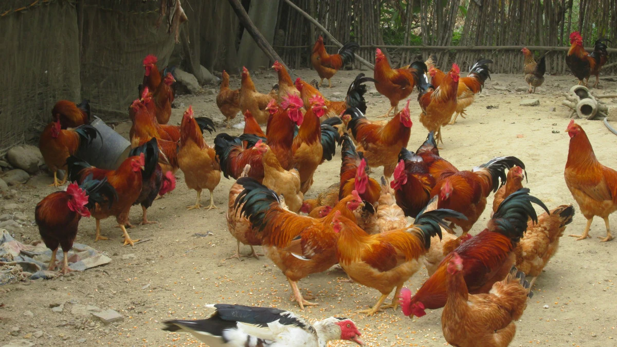 Bệnh Viêm Phế Quản Truyền Nhiễm hay Bệnh IB Trên Gà Và Cách Phòng Hiệu Quả